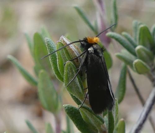 Cauchas rufifrontella